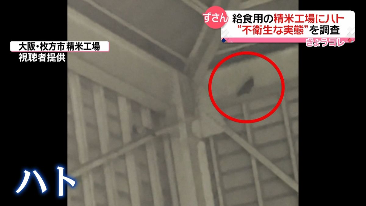 「フンだらけで鳥の羽根が舞っている」JA精米工場内に“ハト”　学校給食にも提供　大阪