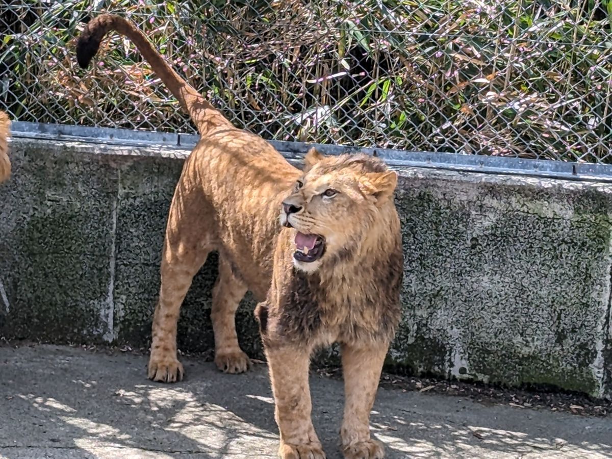 ライオン「レグルス」の公開始まる　東山動植物園