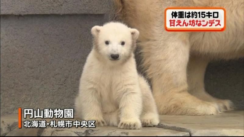 円山動物園　ホッキョクグマの赤ちゃん公開