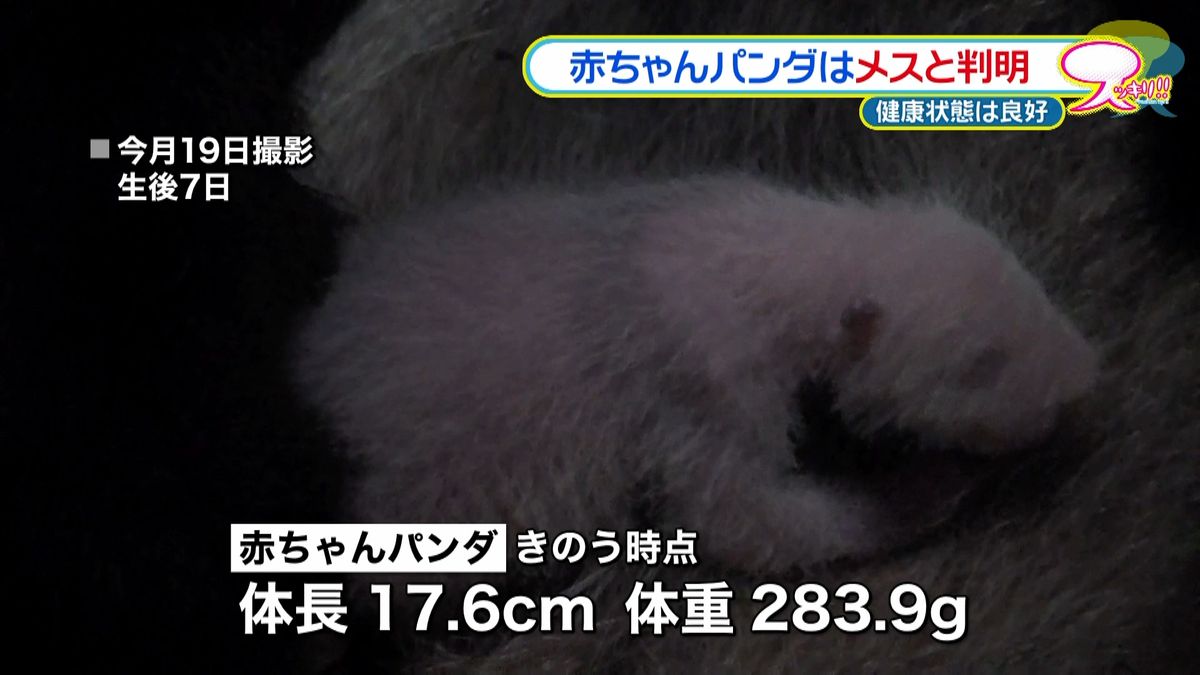 上野動物園　赤ちゃんパンダ「メス」と判明