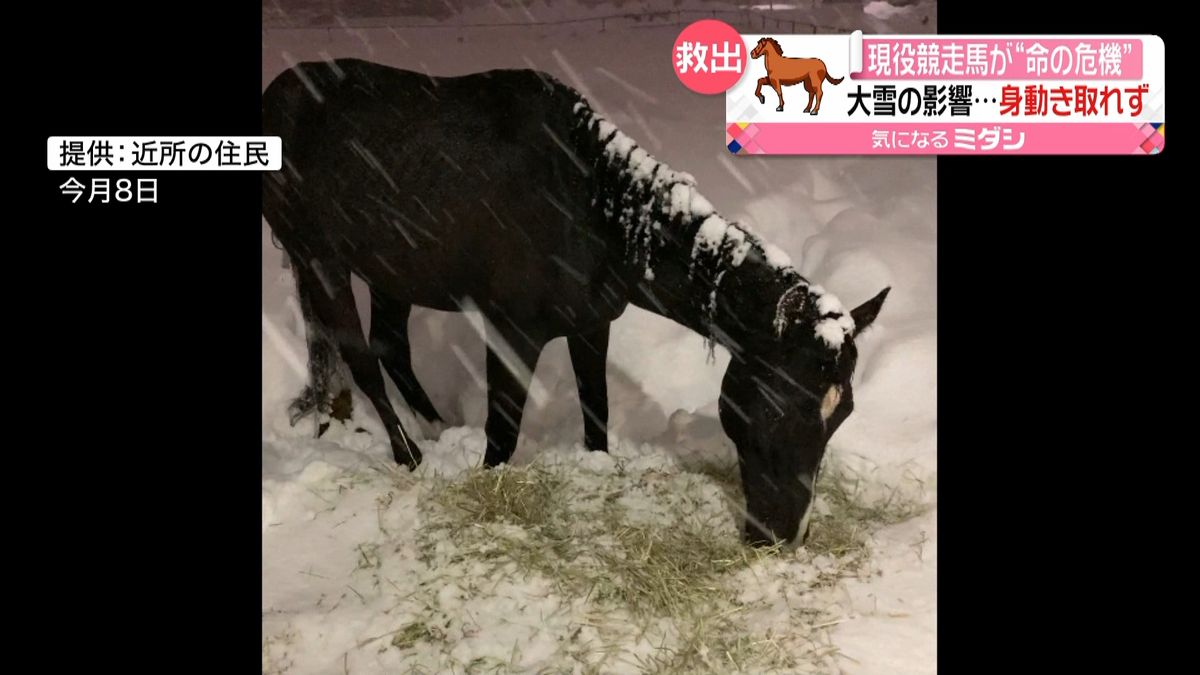 大雪で身動きとれず…現役の競走馬“瀕死”