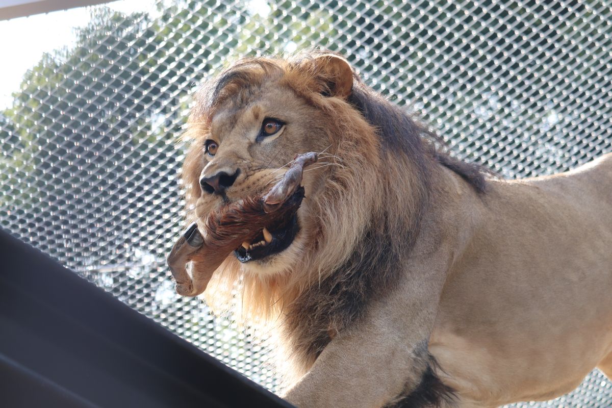 シカの肉をくわえるライオン（画像提供：豊橋総合動植物公園）