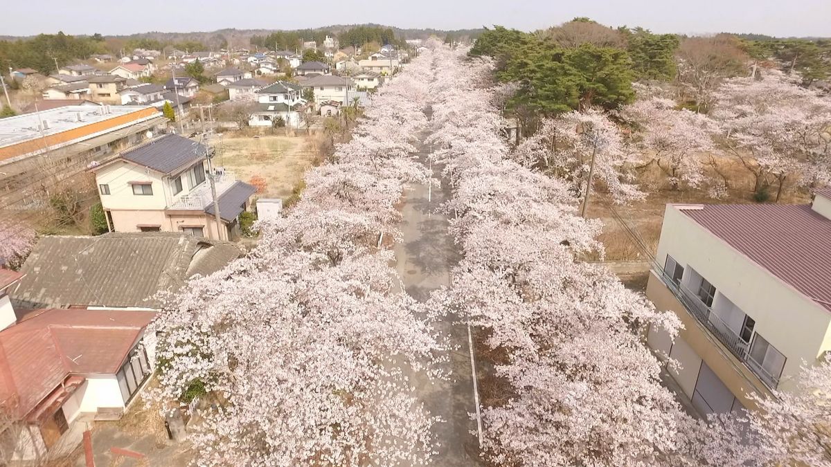 避難続く福島・富岡町の桜　ドローンで撮影