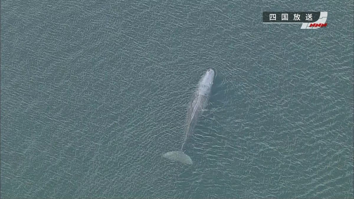 海岸に打ち上げられたクジラを救助　阿南市