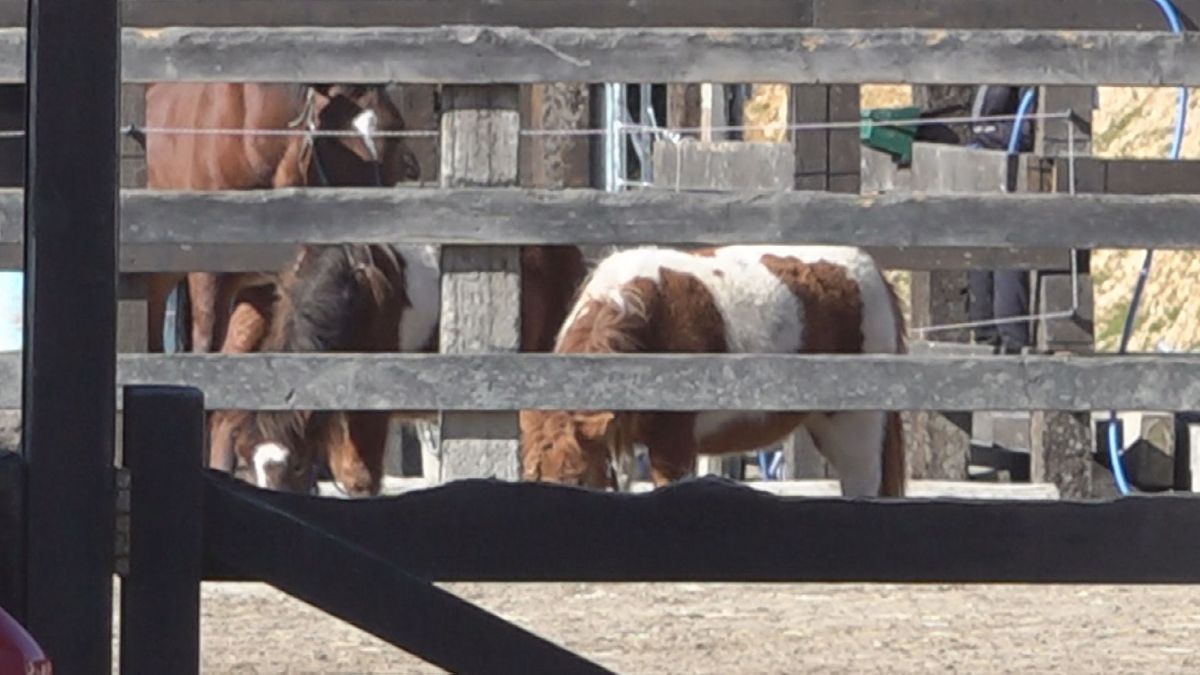 4歳の女の子が馬に右手中指の先端をかみ切られる 乗馬施設で餌やり体験中 山梨・北杜市