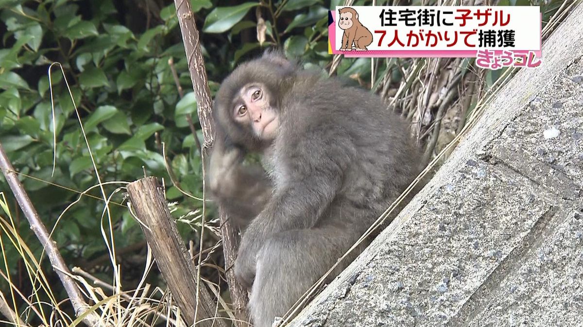 迷子のお猿さん　広島市住宅地で大捕物