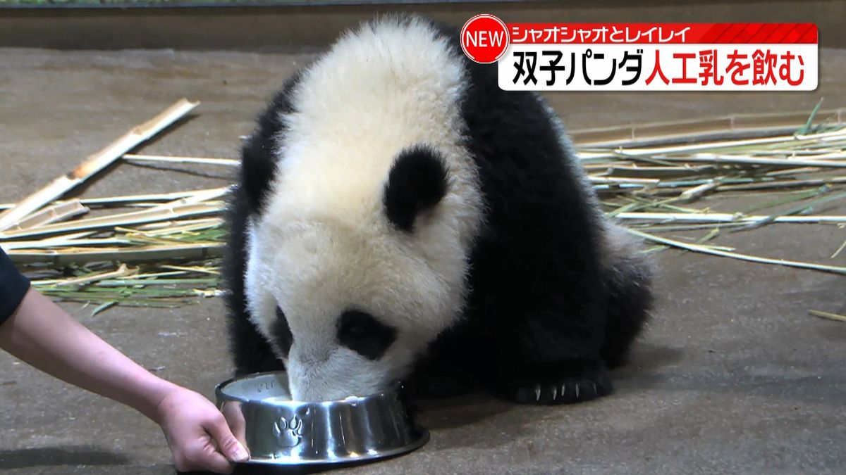 レイレイの方が上手？ お皿に口つけ人工乳を飲む双子パンダ　上野動物園