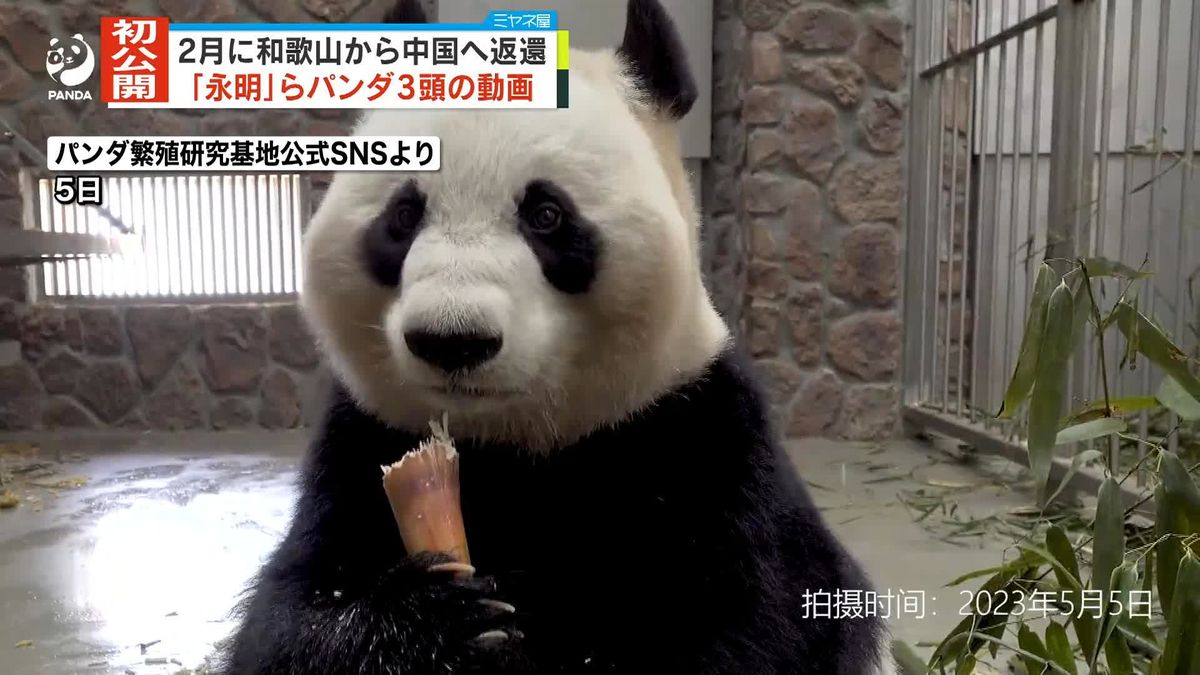 2月に和歌山から中国に…「永明」らパンダ3頭の動画が返還後初めて公開