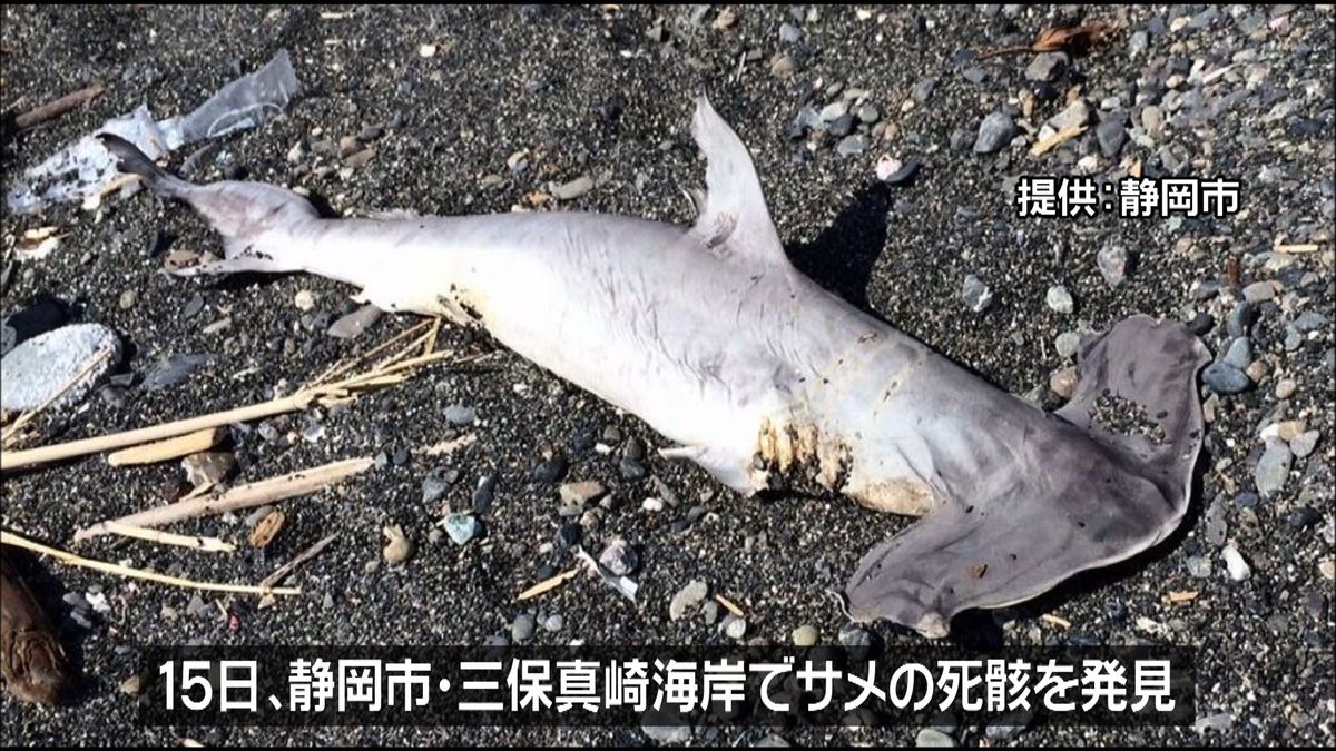 海水浴場にサメ死骸、近隣遊泳禁止に　静岡