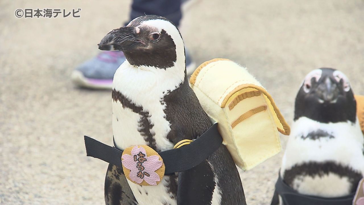 ランドセル ペンギン