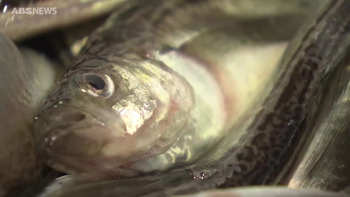 八森漁港で季節ハタハタ初水揚げ　男鹿市北浦地区でも