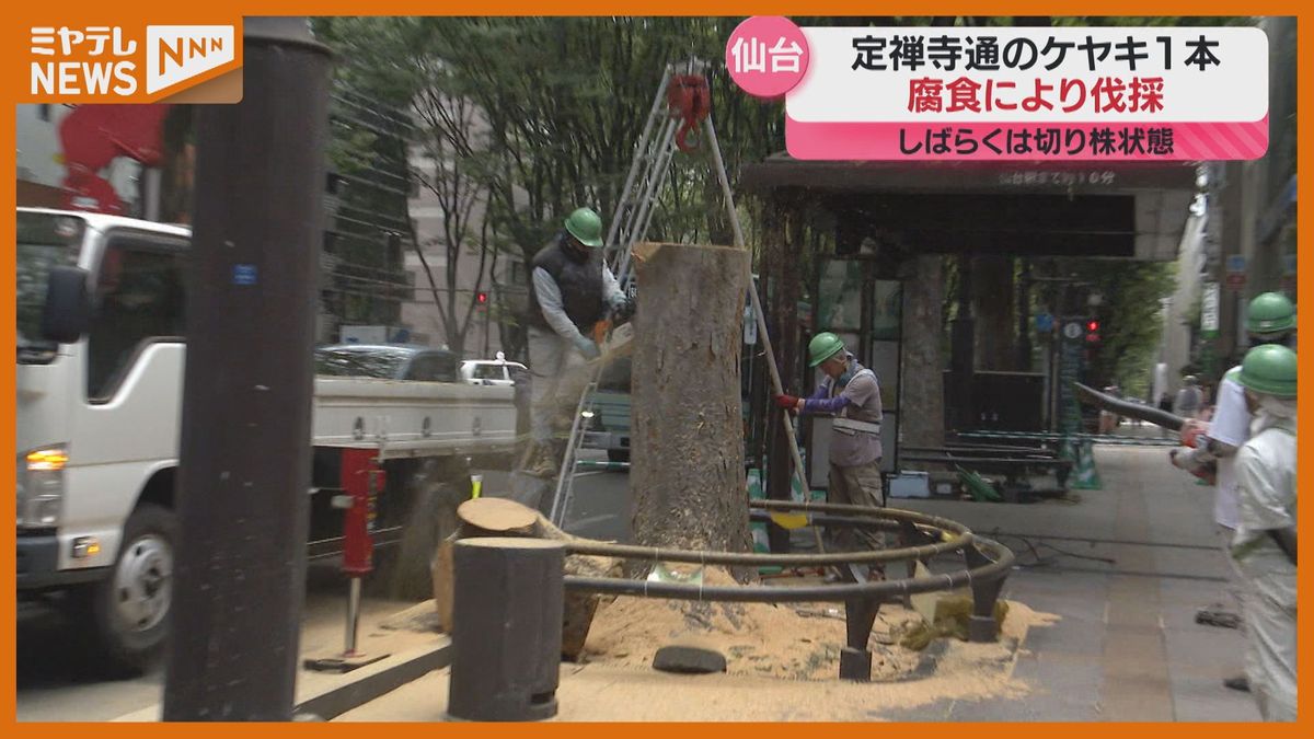 杜の都・仙台のシンボル「樹齢60年以上のケヤキ」に腐食 １本を伐採「ちょっと残念。安全のためには仕方ないかも」