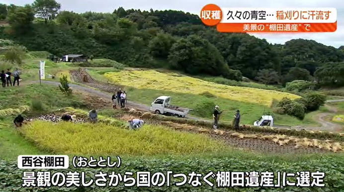 「秋は黄金のコメを」二本松市の西谷棚田で稲刈り　福島県内は日中気温上昇で汗ばむ陽気