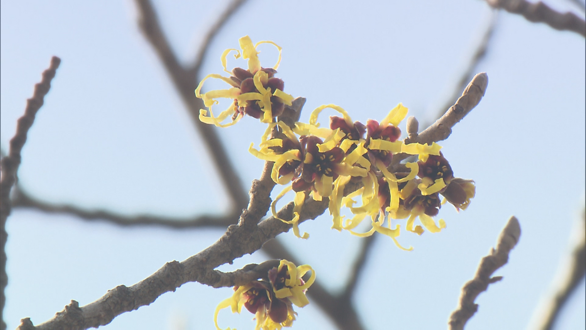 「元気がもらえる感じがします」大雪から一転…青森県内は4月並の暖かさに！花もほころび春近づく