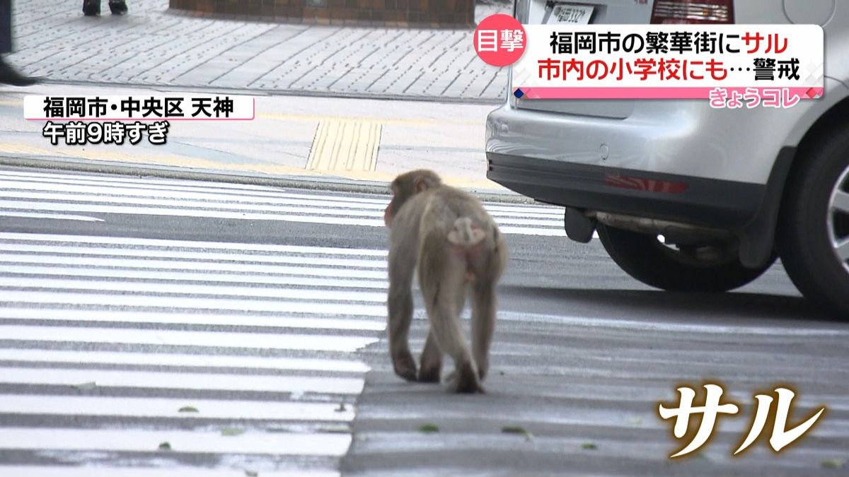 「窓閉めて！」福岡市の中心部にサルが出没