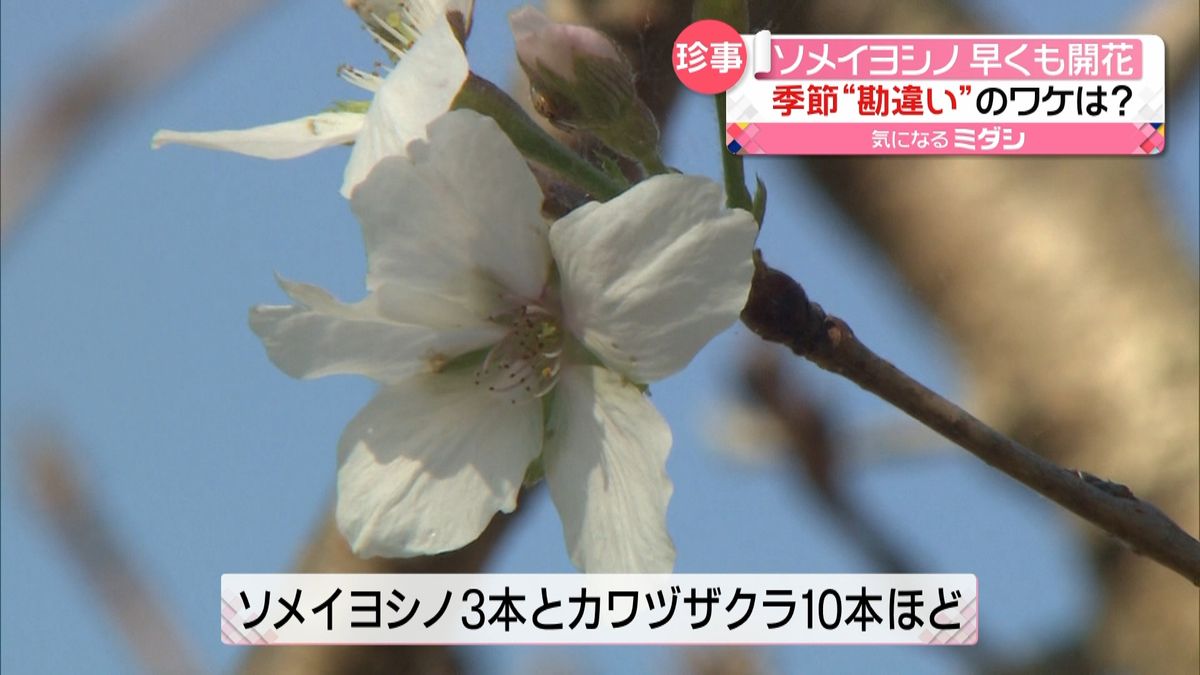 成田市でサクラが開花　季節を“勘違い”か