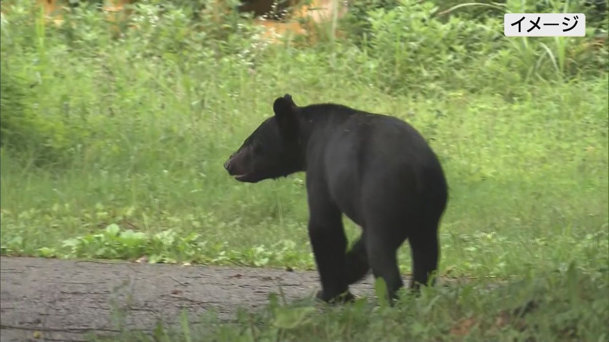 熊の目撃情報…郡山市湖南町“道路を横切る熊１頭”目撃・福島