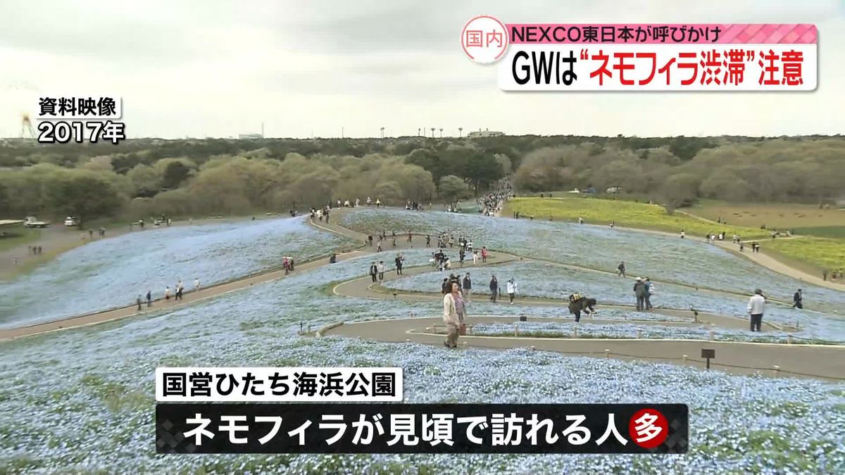 NEXCO東日本、GWの“ネモフィラ渋滞”に注意呼びかけ 下りは来月3日、上りは来月5日に最大40キロ予想も