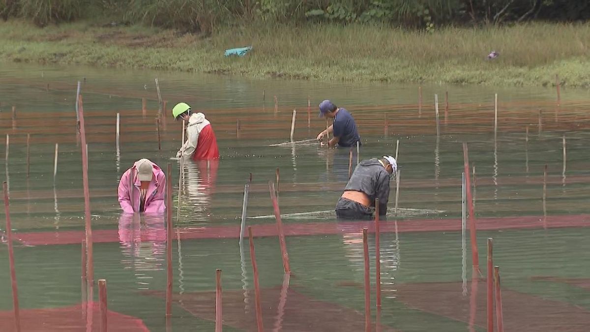 「アオサノリ」の種付け作業　本格的に養殖が始まると冬にかけて湾内を緑で染める　三重・紀北町