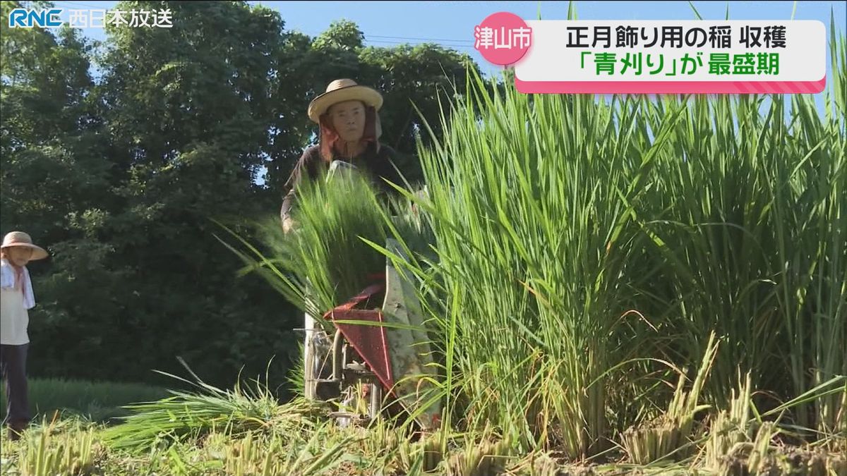 稲の「青刈り」最盛期　津山市で早くも正月準備