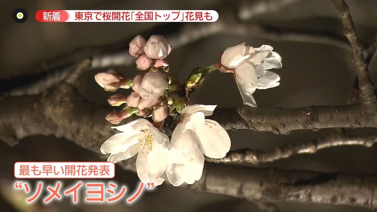 東京で最も早く桜が開花　“異例の早さ”…3つのワケ