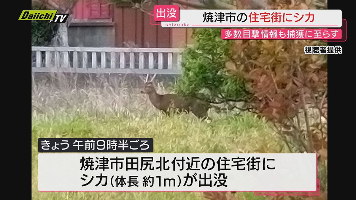 【出没】住宅街にシカが！捕獲ならず逃走中…これまでに被害報告なし（静岡・焼津市）