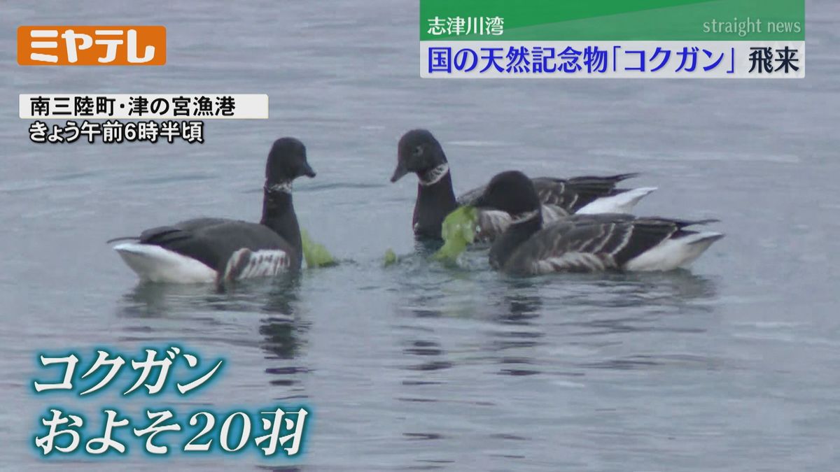 【「国の天然記念物」に指定】渡り鳥「コクガン」　志津川湾に飛来（宮城・南三陸町）