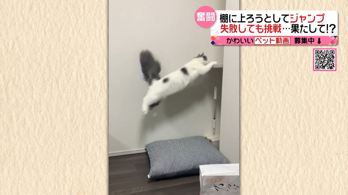 ジャンプ、またジャンプ…あきらめない猫の挑戦