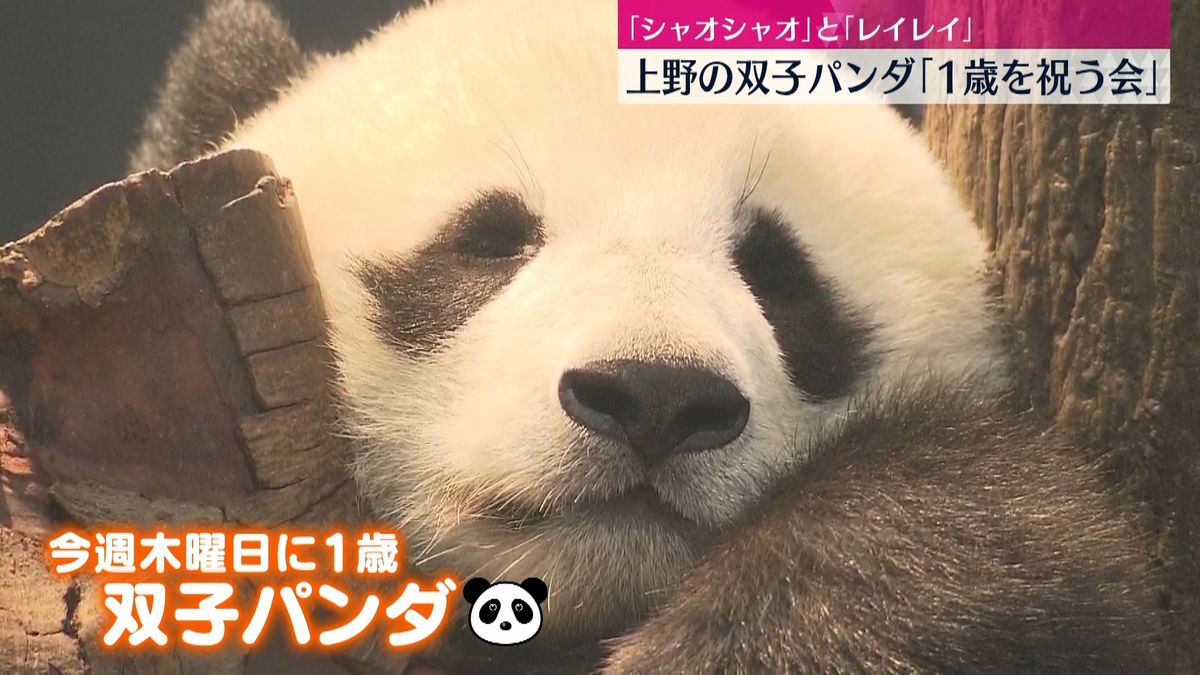 上野動物園双子パンダ間もなく1歳　誕生日前に｢祝う会｣ 