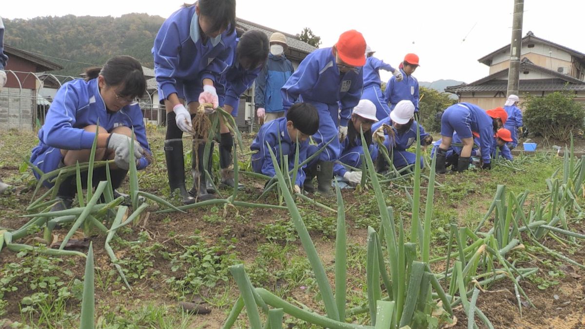 根元が曲がっていて甘み強く 小浜市の伝統野菜「谷田部ねぎ」を児童が収穫 