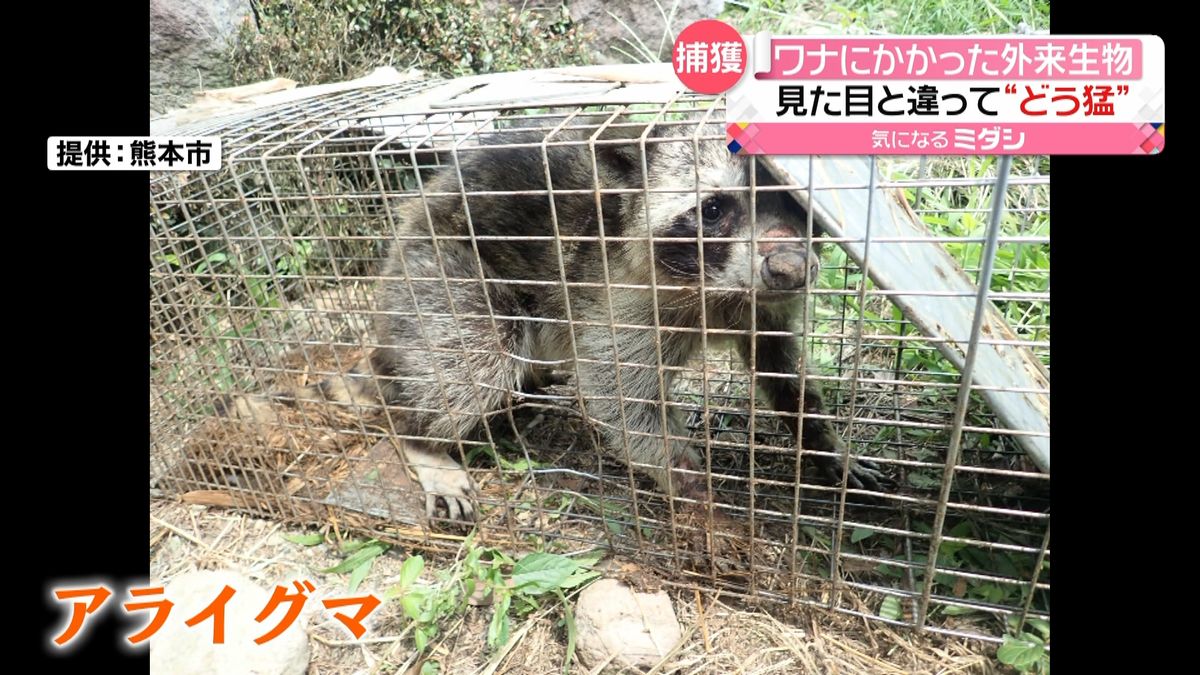 ワナにかかった「アライグマ」見つかる　かわいらしい見た目と違い…“どう猛”な特定外来生物　熊本市