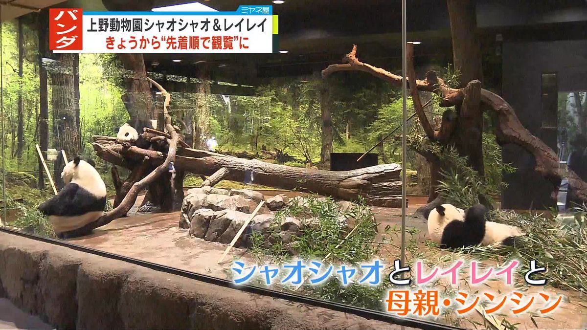 上野動物園の双子パンダ　きょうから“先着順で観覧”に　開始直後は最大1時間待ち