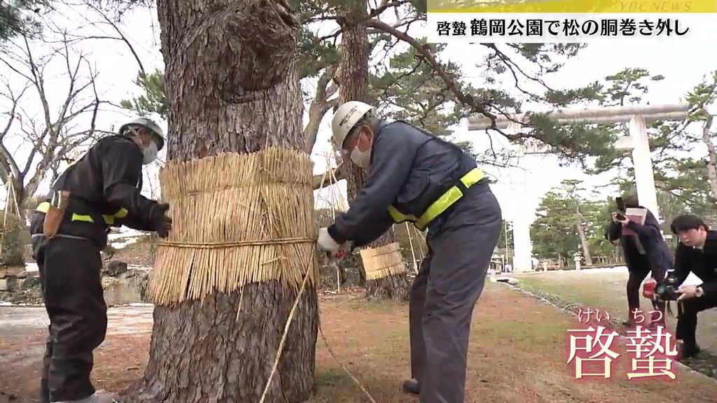 【啓蟄】春への準備　木を虫から守る「マツの胴巻き」外される　山形・鶴岡公園　