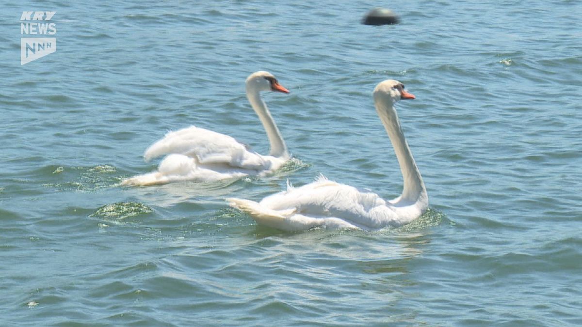 宇部・ときわ公園のハクチョウが湖に…鳥インフル防止でこれまで屋内施設で飼育