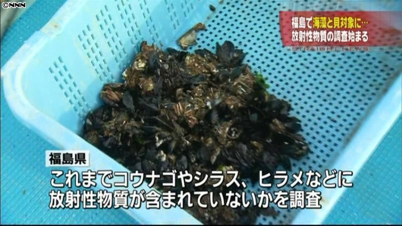 海藻と貝対象に放射性物質の調査開始　福島