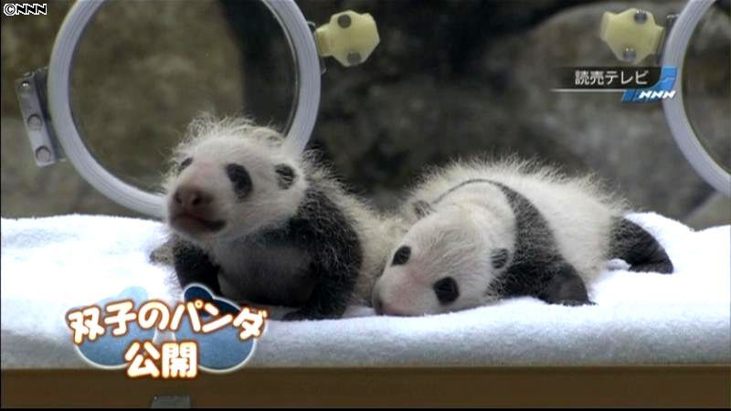 双子のパンダ、すくすく成長　和歌山