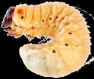 カブトムシの幼虫は伊都キャンパスへ（九州大学提供）