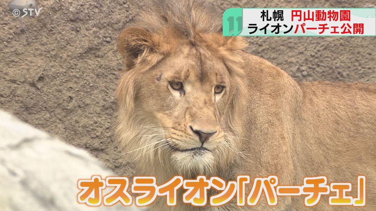 徳島から札幌にやってきた…ライオンの“パーチェ”公開「やっぱライオンって感じ」円山動物園