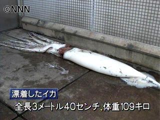 巨大イカの死骸漂着　ダイオウイカか　新潟