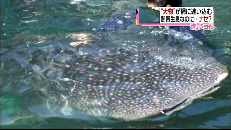 定置網に迷い込んだジンベイザメ…水族館に