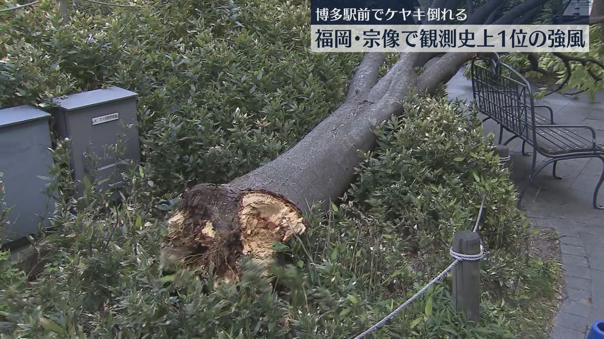 【強風】博多駅前の街路樹が倒れる　宗像市で5月の観測史上1位の最大瞬間風速19.7メートル　福岡