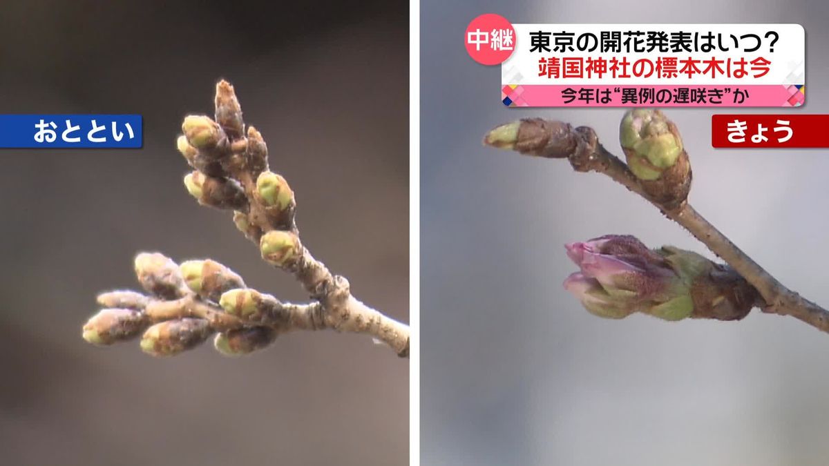 東京の桜開花発表はいつ？靖国神社の標本木は…今年は“異例の遅咲き”か