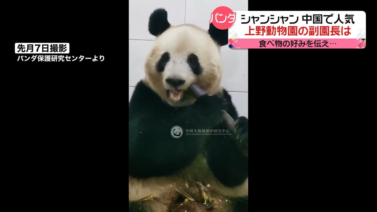 一般公開を前にパンダの「シャンシャン」中国でも大人気！　グッズやツアーも企画　上野動物園の副園長は…