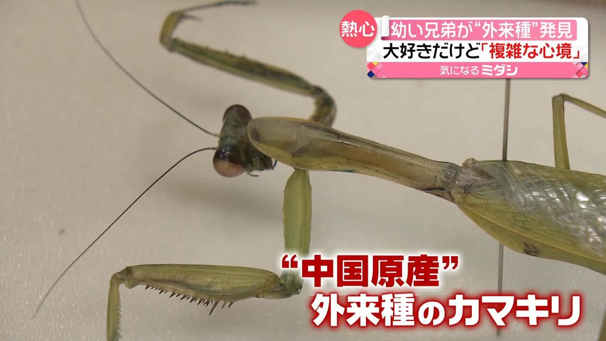 幼い兄弟が“外来種”のカマキリを発見も…　生態系への影響を心配