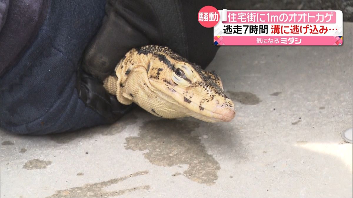 住宅街に逃走７時間　１ｍのオオトカゲ捕獲