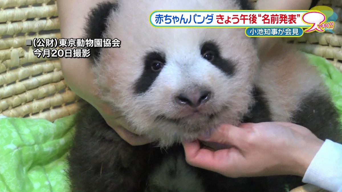 上野の赤ちゃんパンダ　名前きょう午後発表