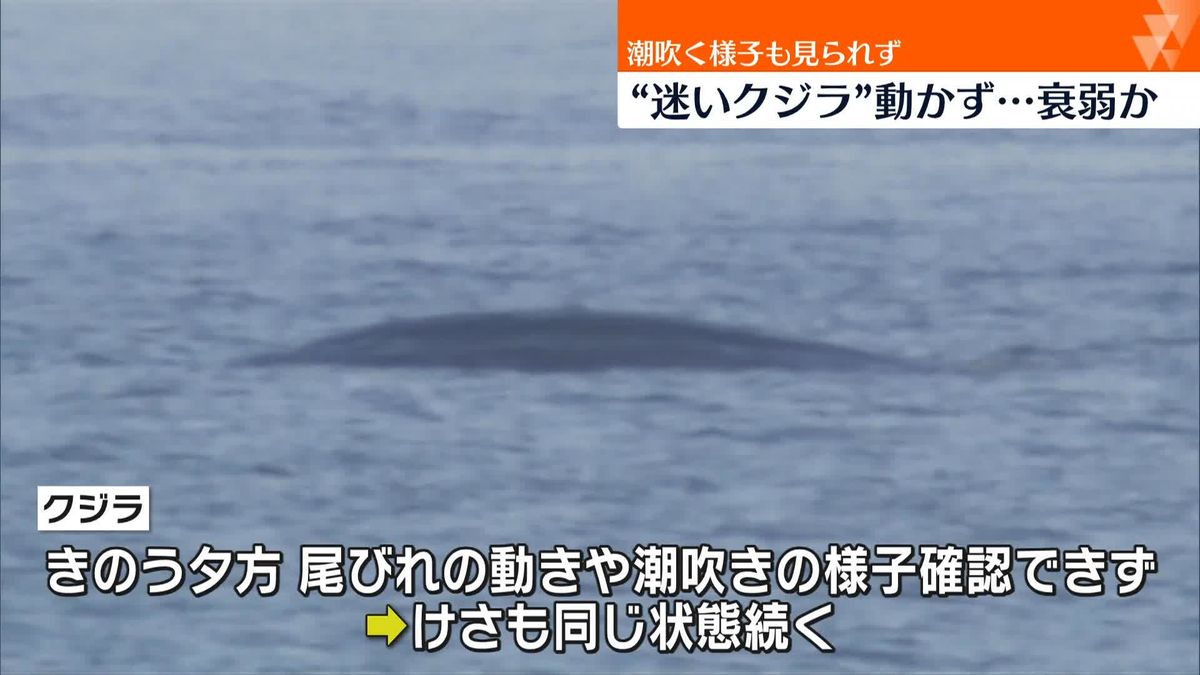 淀川河口“迷いクジラ”潮吹く様子など見られず…衰弱か