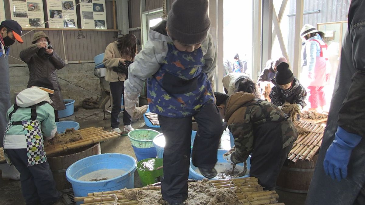 "寒ざらし"で上質なくず粉に　若狭町の特産品「熊川葛」　児童が作業体験、根を踏んで搾り出す