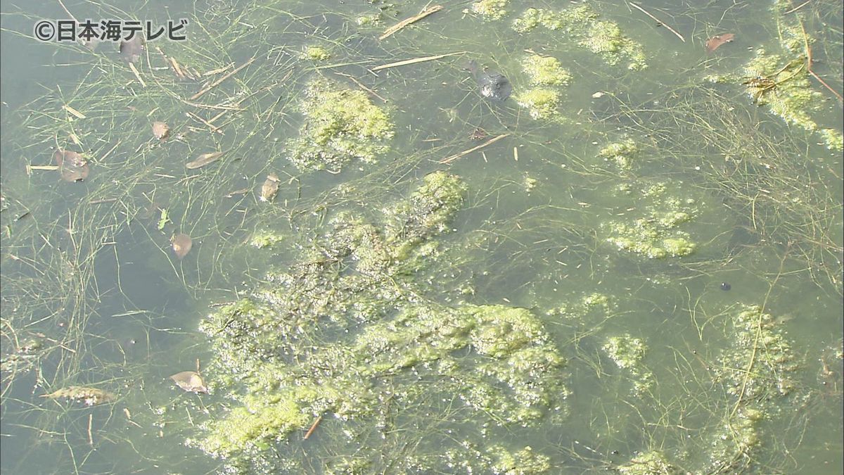 繁茂する水草は景観や水質の悪化の原因に　島根県で対策強化に向けた会議