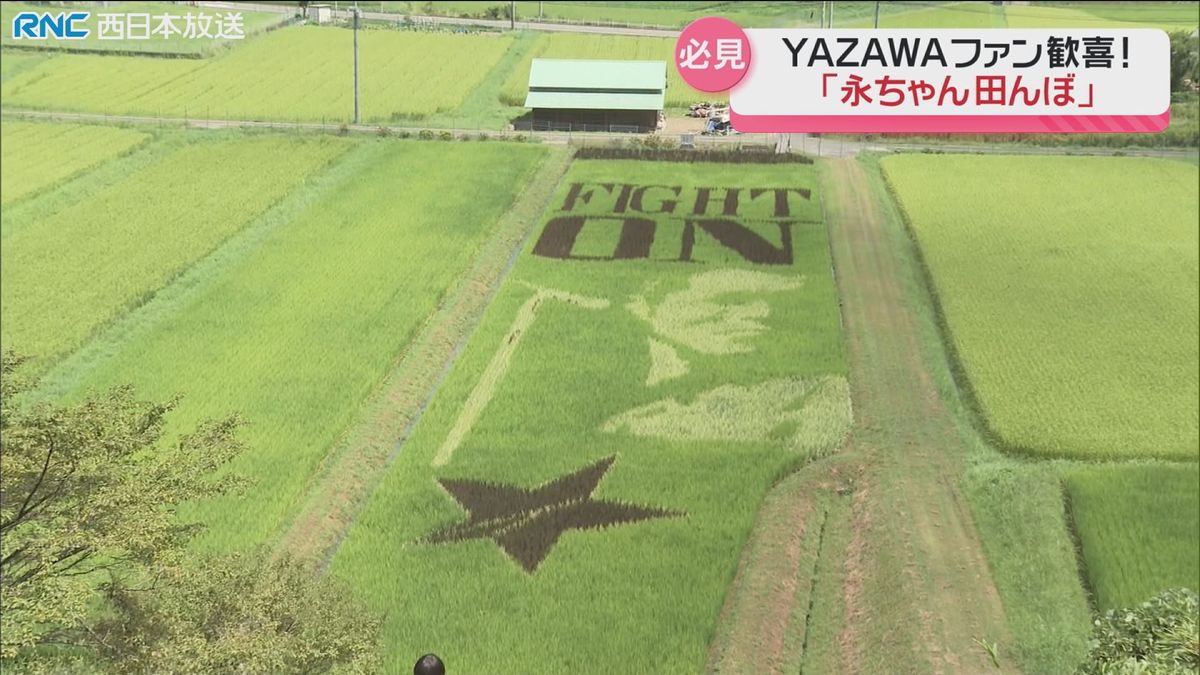 ファン必見「永ちゃん田んぼ」今年も登場　稲で描いた矢沢永吉さん　美作市